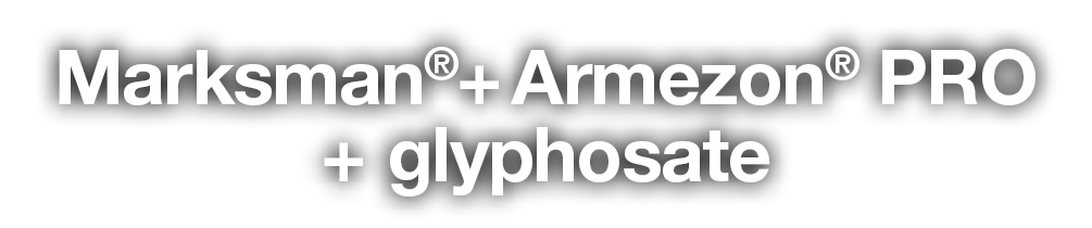 Marksman  + Armezon  PRO + glyphosate