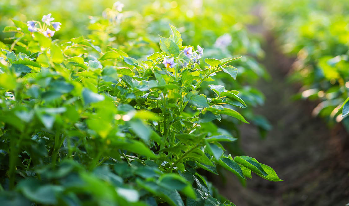 potato flowers blooming in the field 