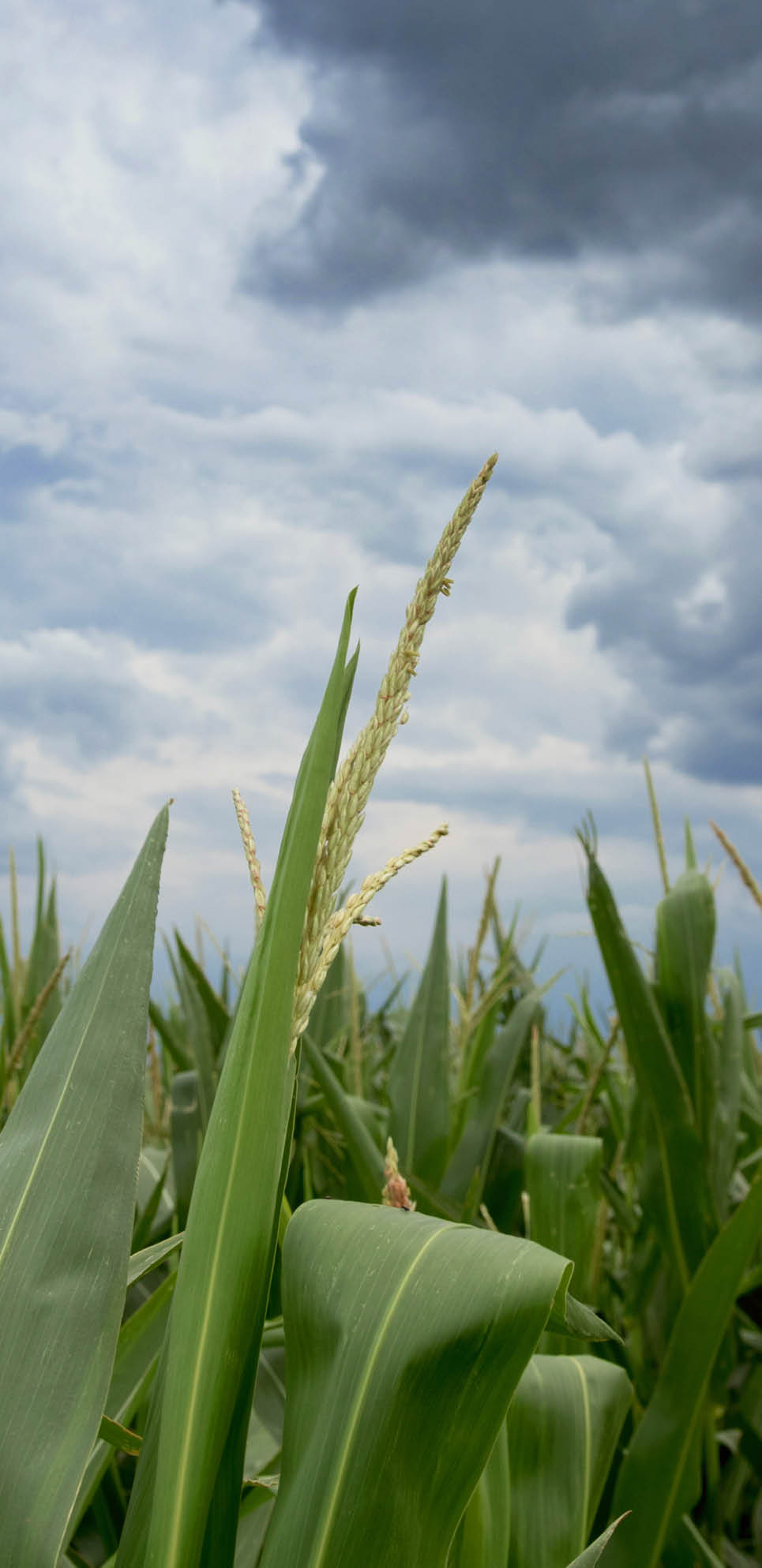 Storm clouds over corn fields