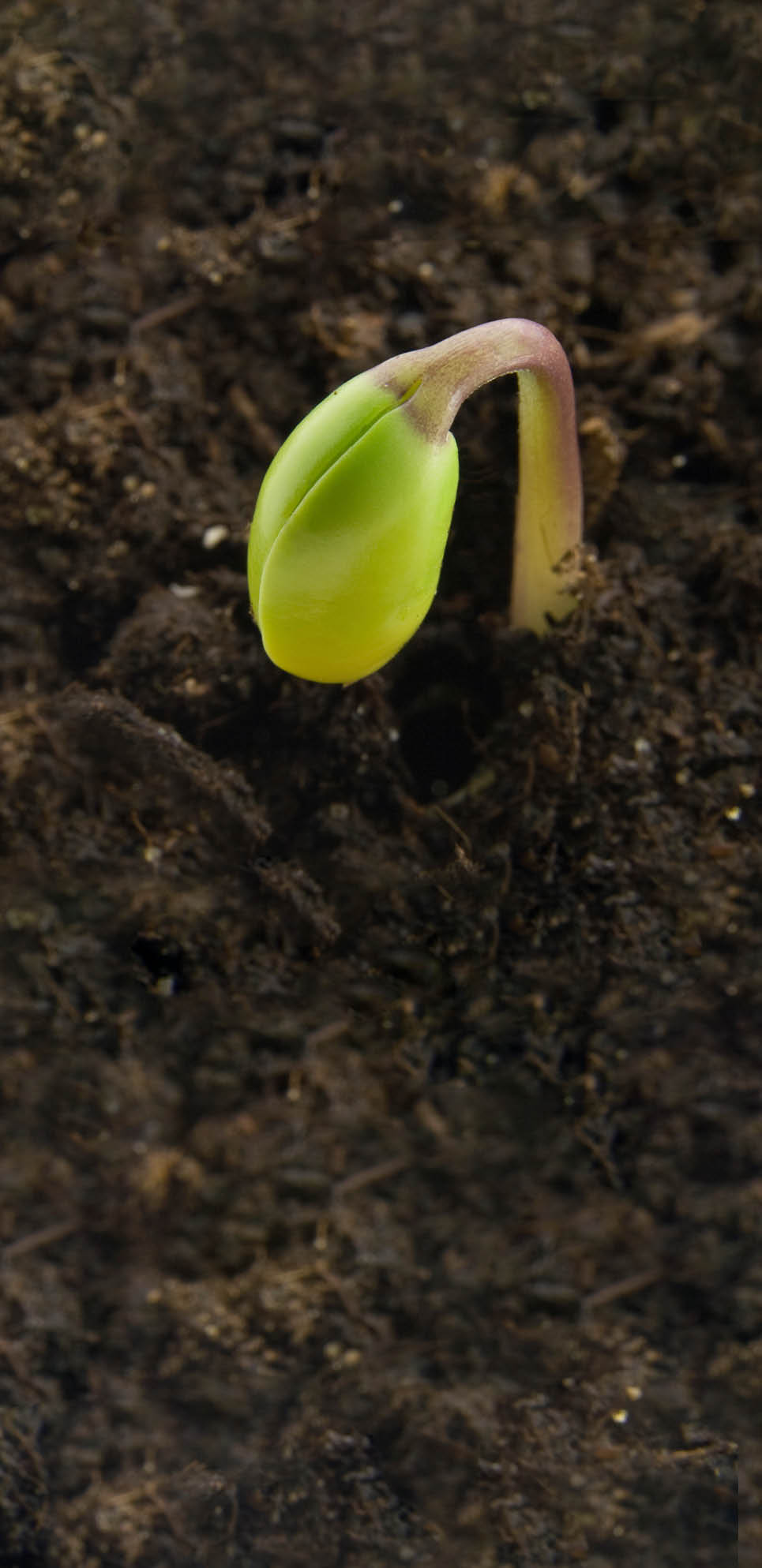 Single sprout in its first day of life