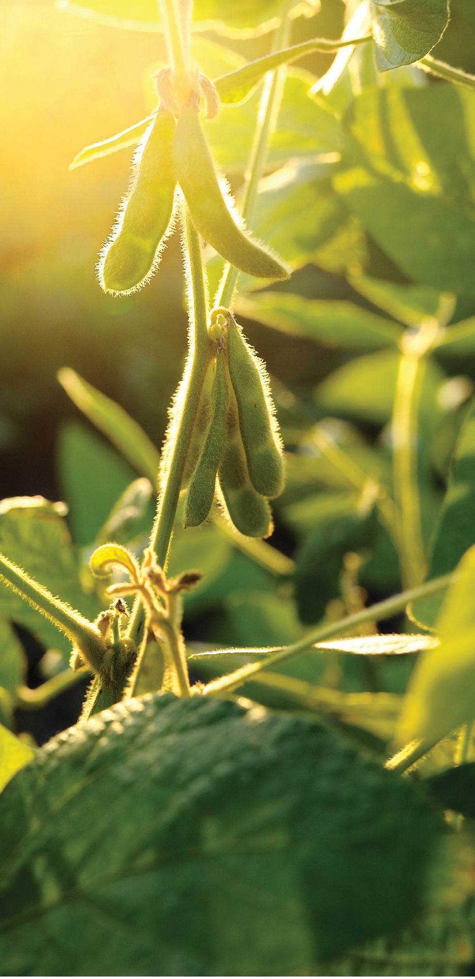 Sun lit fresh green soy pods and leaves; Shutterstock ID 326233577