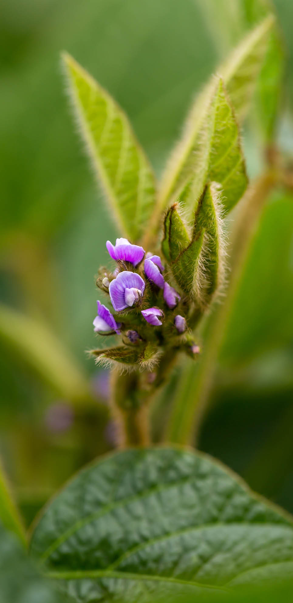 Soy flowers in sunny field  Green growing soybeans  High quality photo