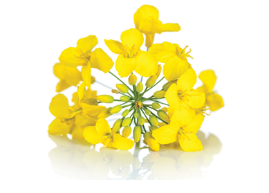 Rapeseed flower on white background  Brassica napus blossom