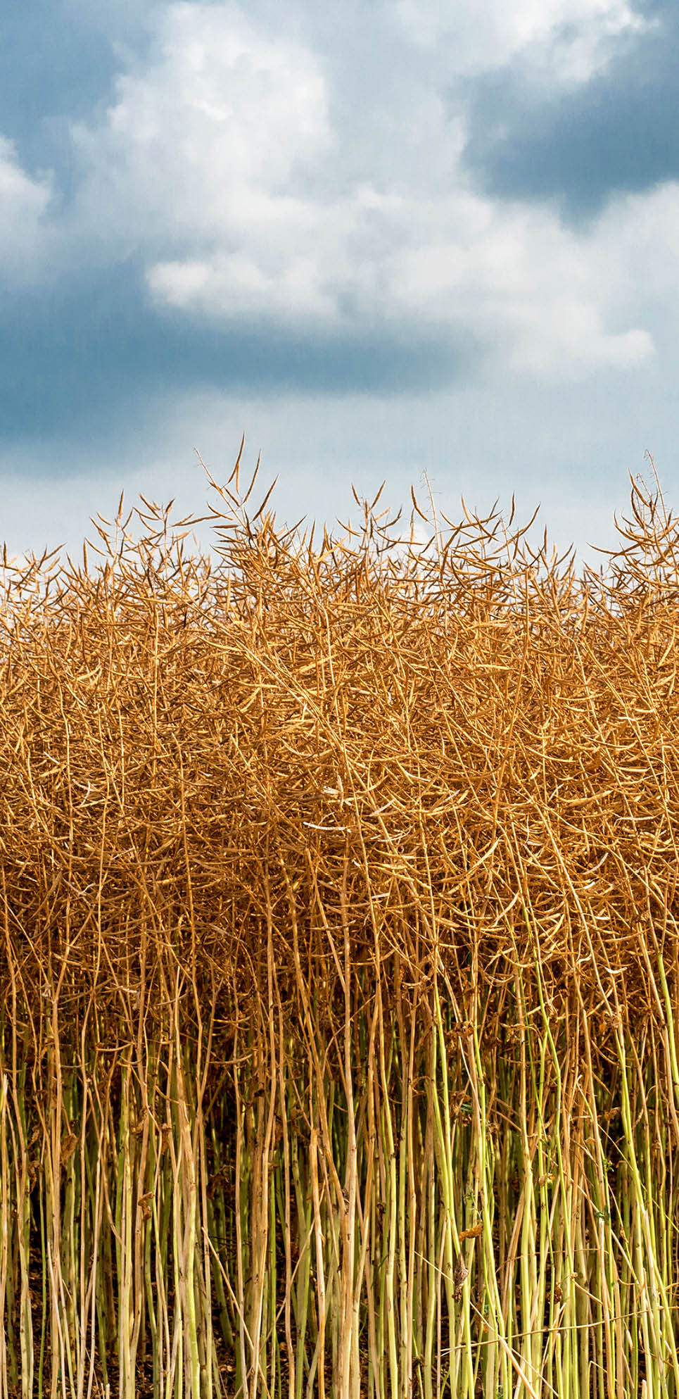 Field of ripe rapeseed against dramatic sky - copy space