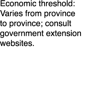 Economic threshold: Varies from province to province; consult government extension websites 