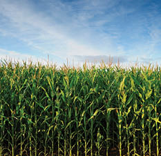 623-05559273   Masterfile Royalty-Free Model Release: No Property Release: No USA, Oregon, Marion County, Corn field 