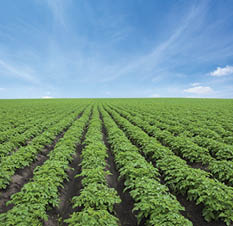 Potato field under blue sky