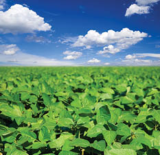 Soybean field; Shutterstock ID 108669176; PO: 11015843; Job: Western Herbicide Tactics 110201936; Client: kenna