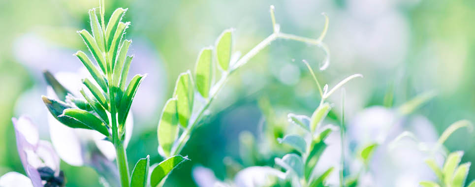 Alfalfa close-up