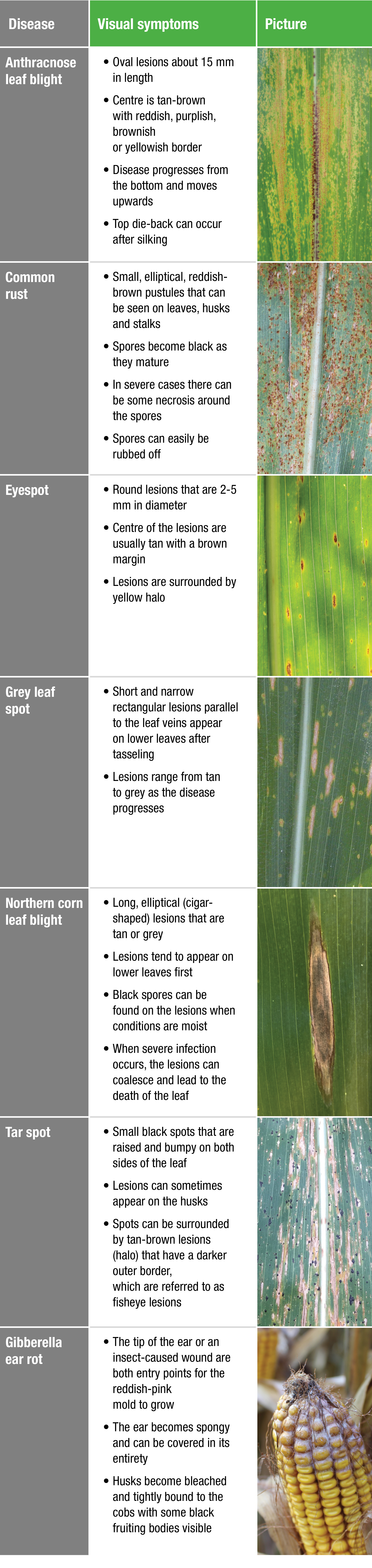 Disease,Visual symptoms,Picture,Anthracnose leaf blight,   Oval lesions about 15 mm in length    Centre is tan-brown    
