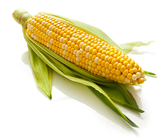 Ear of corn with husk  Isolated on white SEE MY PORTFOLIO FOR MANY VARIATIONS AND FOOD IMAGES 