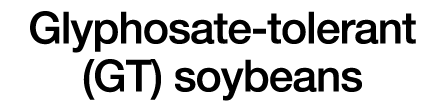 Glyphosate-tolerant (GT) soybeans