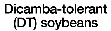 Dicamba-tolerant (DT) soybeans