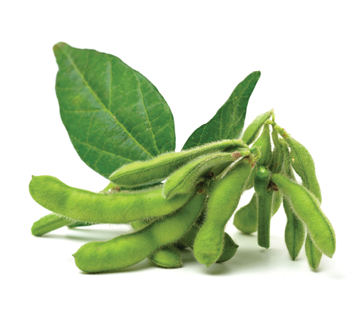 Fresh soybean with pod and leaf