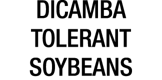 DICAMBA TOLERANT SOYBEANS