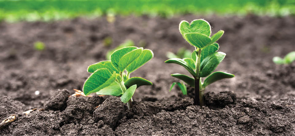 Big young and fresh soybean leaves; Shutterstock ID 289620053; PO: redownload; Job: redownload; Client: redownload; Other: redownload
