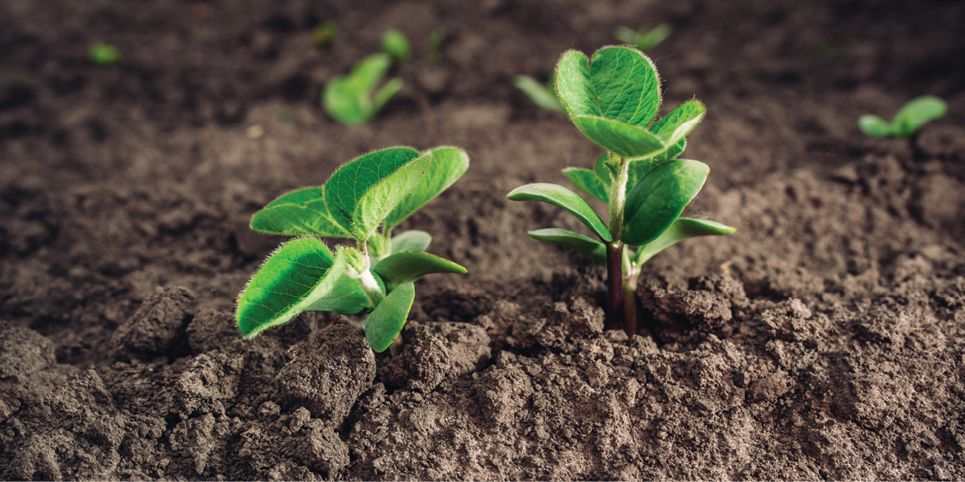 big young and green leaves of soybean  Healthy eating; Shutterstock ID 290126591; PO: redownload; Job: redownload; Client: redownload; Other: redownload