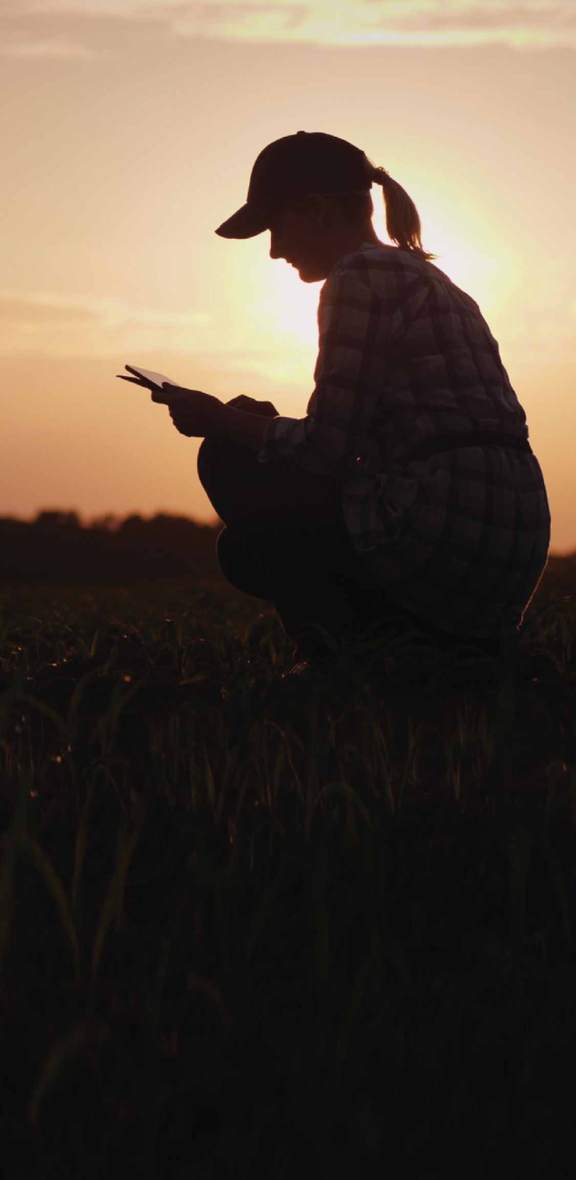 A female farmer is working in the field at sunset  Studying plant shoots, photographing them using a tablet 