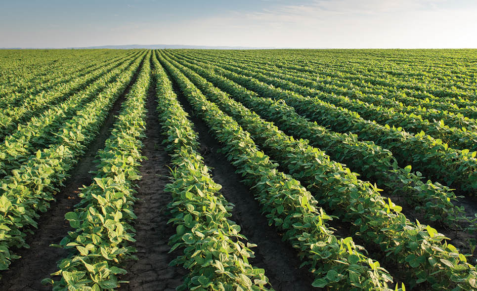 Soybean Field Rows in summer; Shutterstock ID 145838192