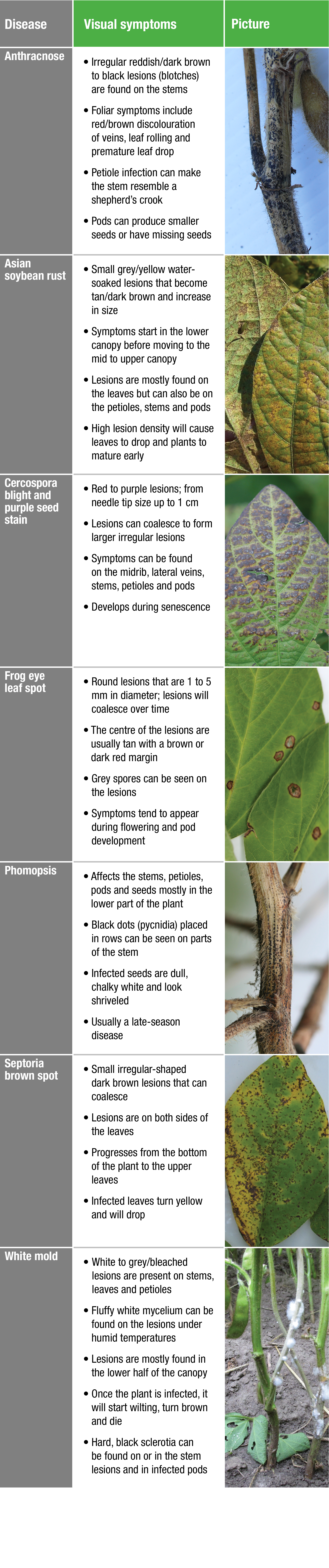 Disease, Visual symptoms, Picture,Anthracnose ,   Irregular reddish dark brown to black lesions (blotches) are found    