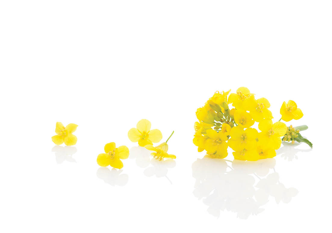 Rapeseed flower isolated on white background 