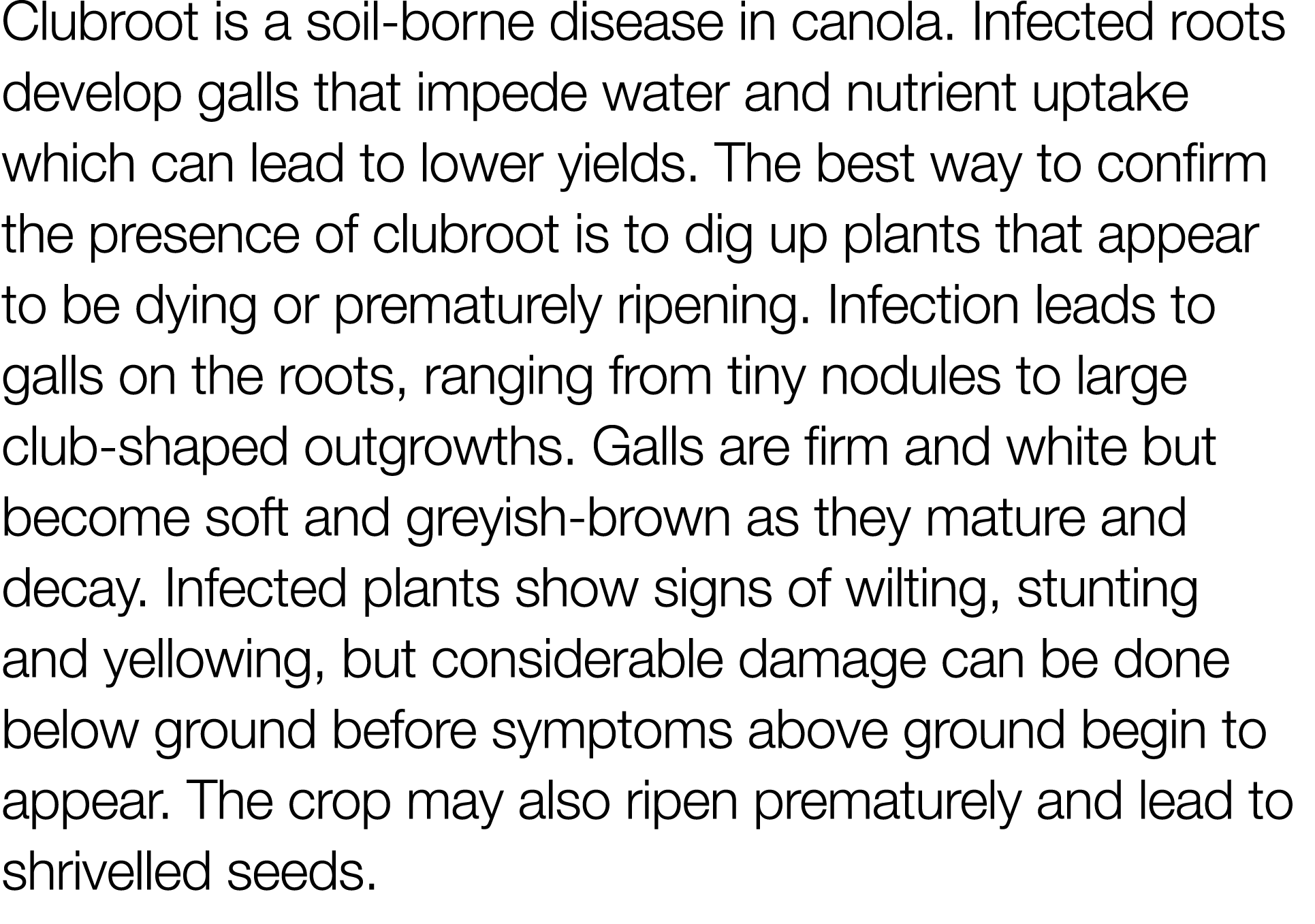 Clubroot is a soil-borne disease in canola  Infected roots develop galls that impede water and nutrient uptake which    