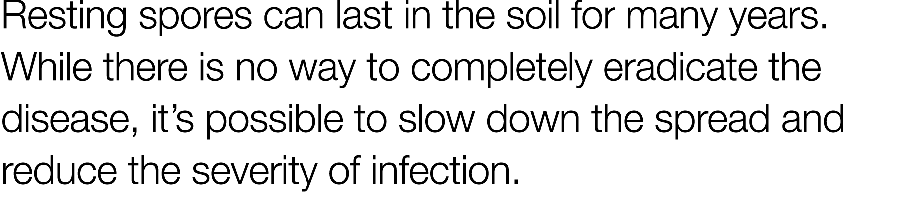 Resting spores can last in the soil for many years  While there is no way to completely eradicate the disease, it s p   