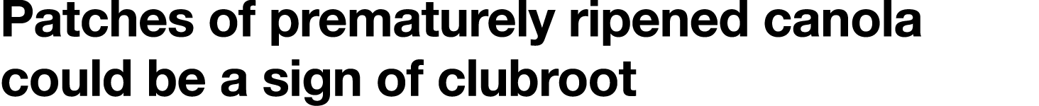 Patches of prematurely ripened canola could be a sign of clubroot