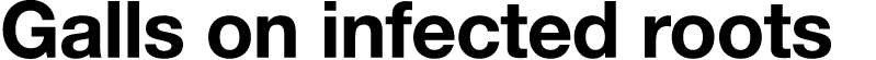 Galls on infected roots