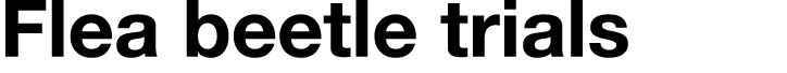 Flea beetle trials