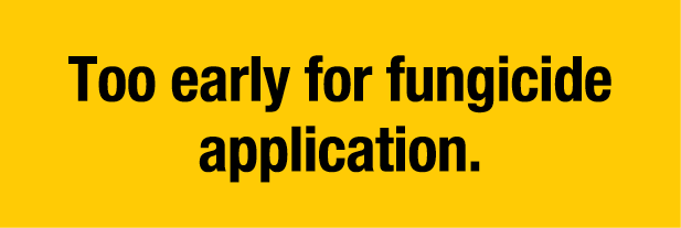 Too early for fungicide application 