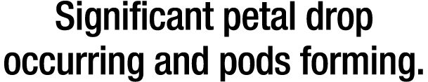 Significant petal drop occurring and pods forming 