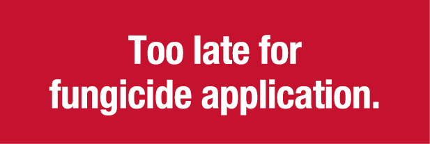 Too late for fungicide application  