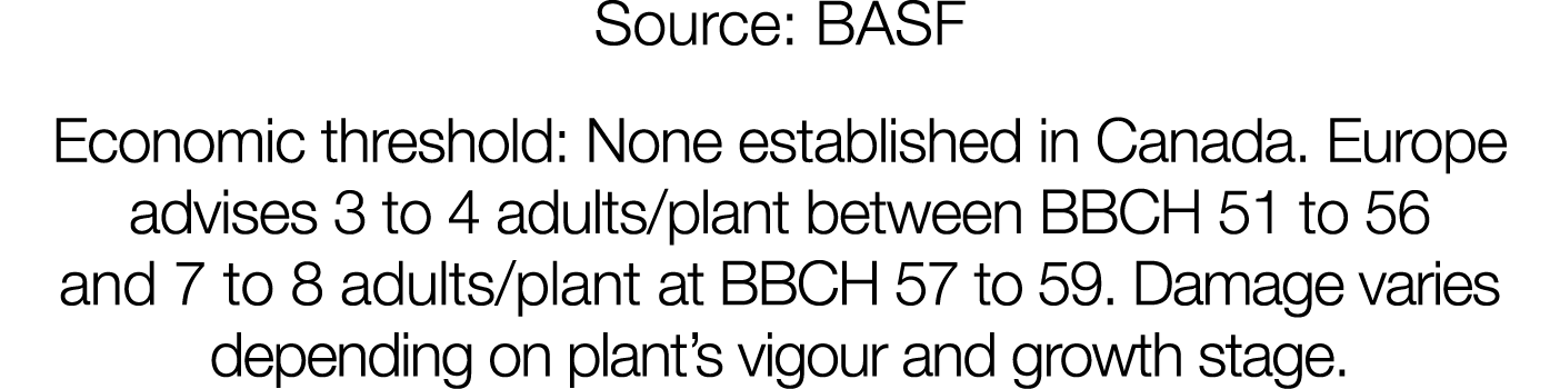 Source: BASF Economic threshold: None established in Canada  Europe advises 3 to 4 adults plant between BBCH 51 to 56   