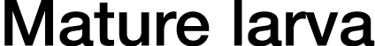 Mature larva
