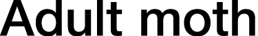 Adult moth