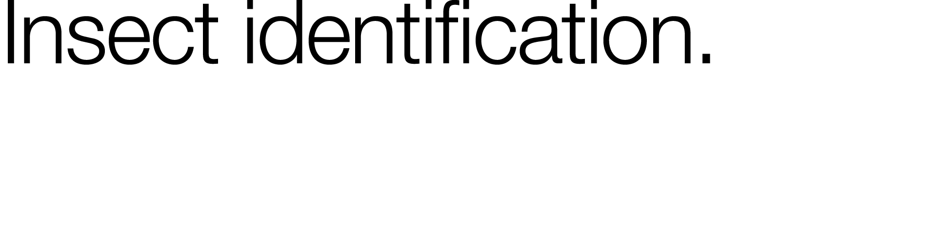 Insect identification 