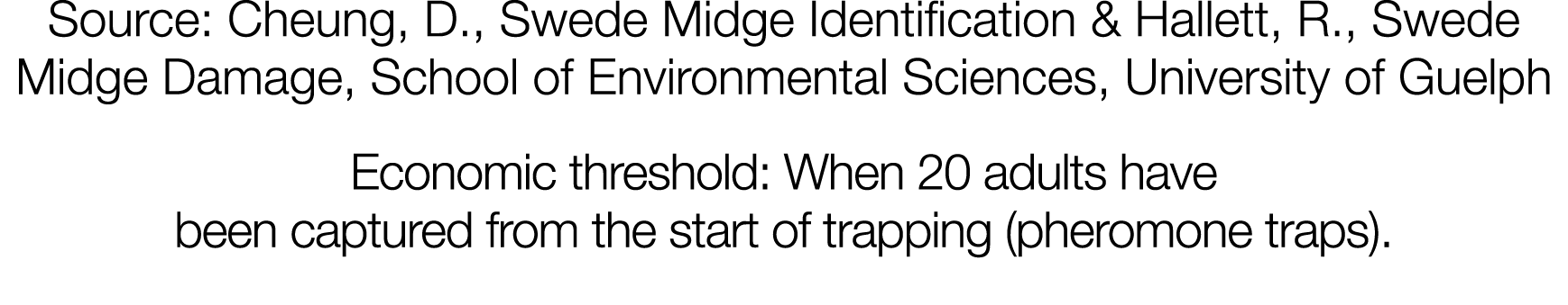 Source: Cheung, D , Swede Midge Identification & Hallett, R , Swede Midge Damage, School of Environmental Sciences, U   