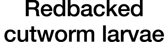 Redbacked cutworm larvae