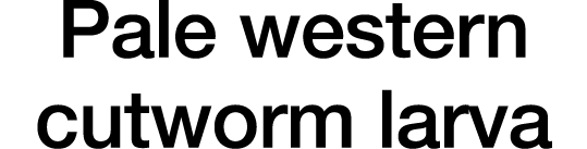 Pale western cutworm larva