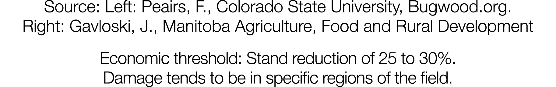 Source: Left: Peairs, F , Colorado State University, Bugwood org  Right: Gavloski, J , Manitoba Agriculture, Food and   