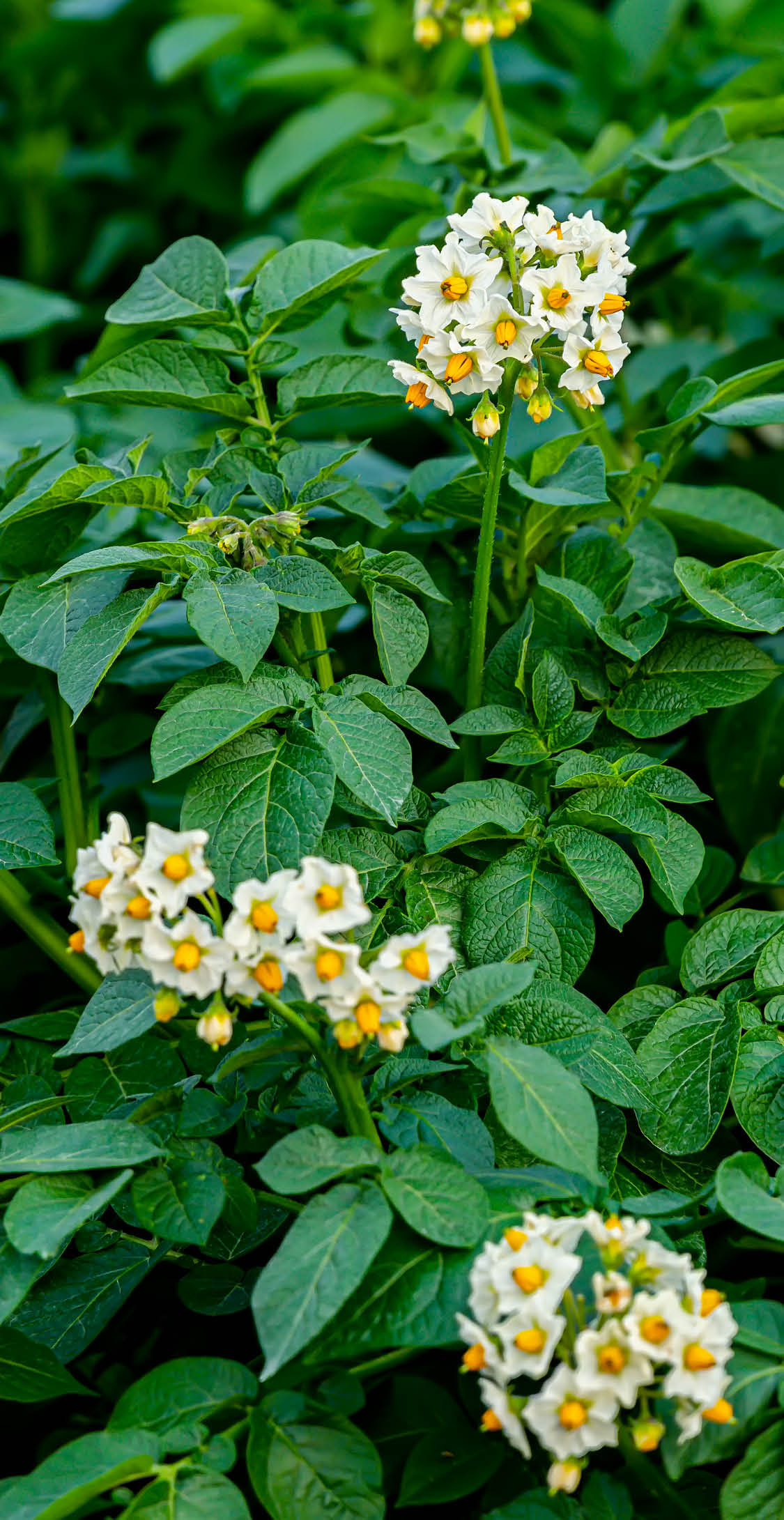 Flowering potatoes growing in a field in rural Prince Edward Island, Canada 