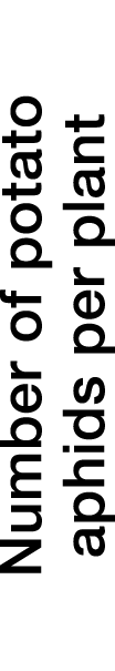 Number of potato aphids per plant