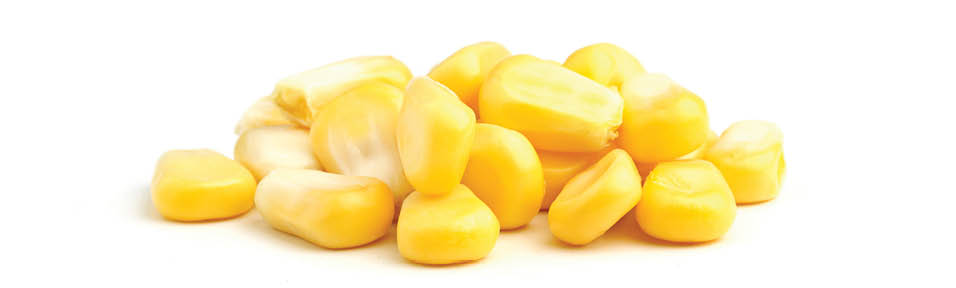 Ripe corn isolated on white background 