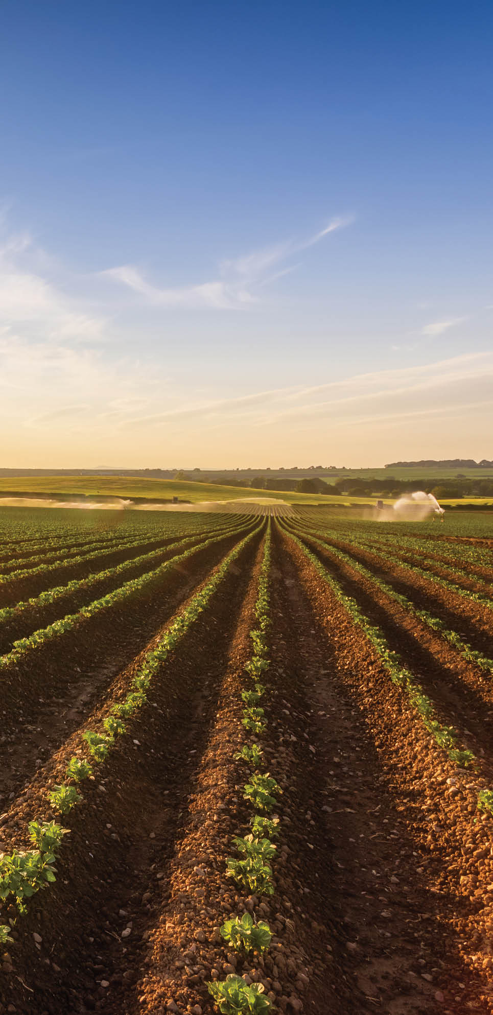 United Kingdom, Scotland, East Lothian, field of young potatoes, Solanum tuberosum