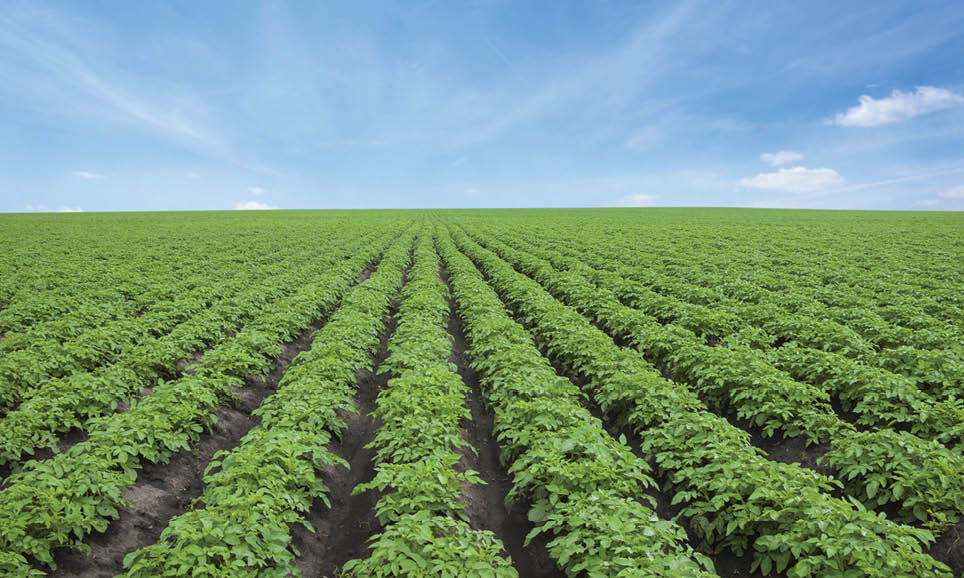 Potato field under blue sky