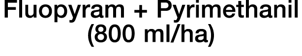 Fluopyram + Pyrimethanil (800 ml ha)