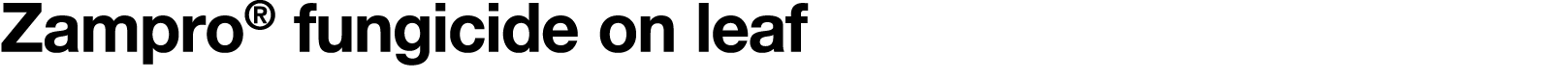 Zampro  fungicide on leaf