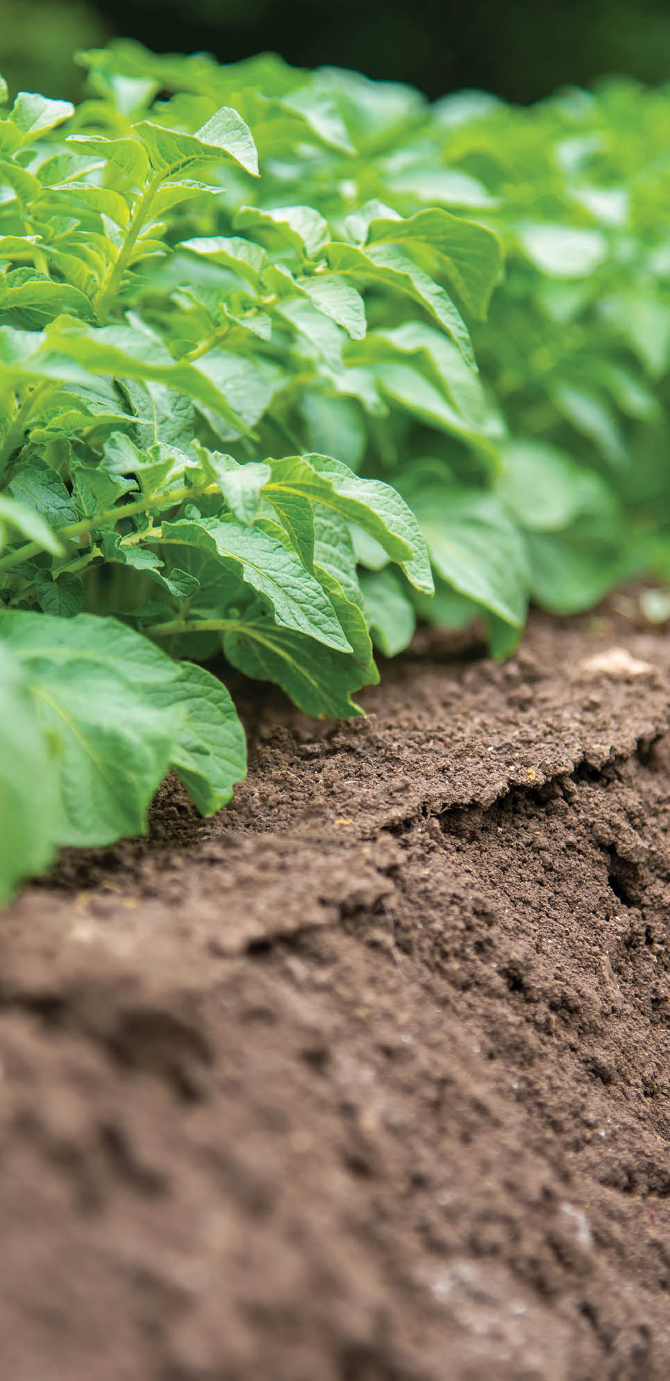 Rows of young potato plants on the field - selective focus, copy space