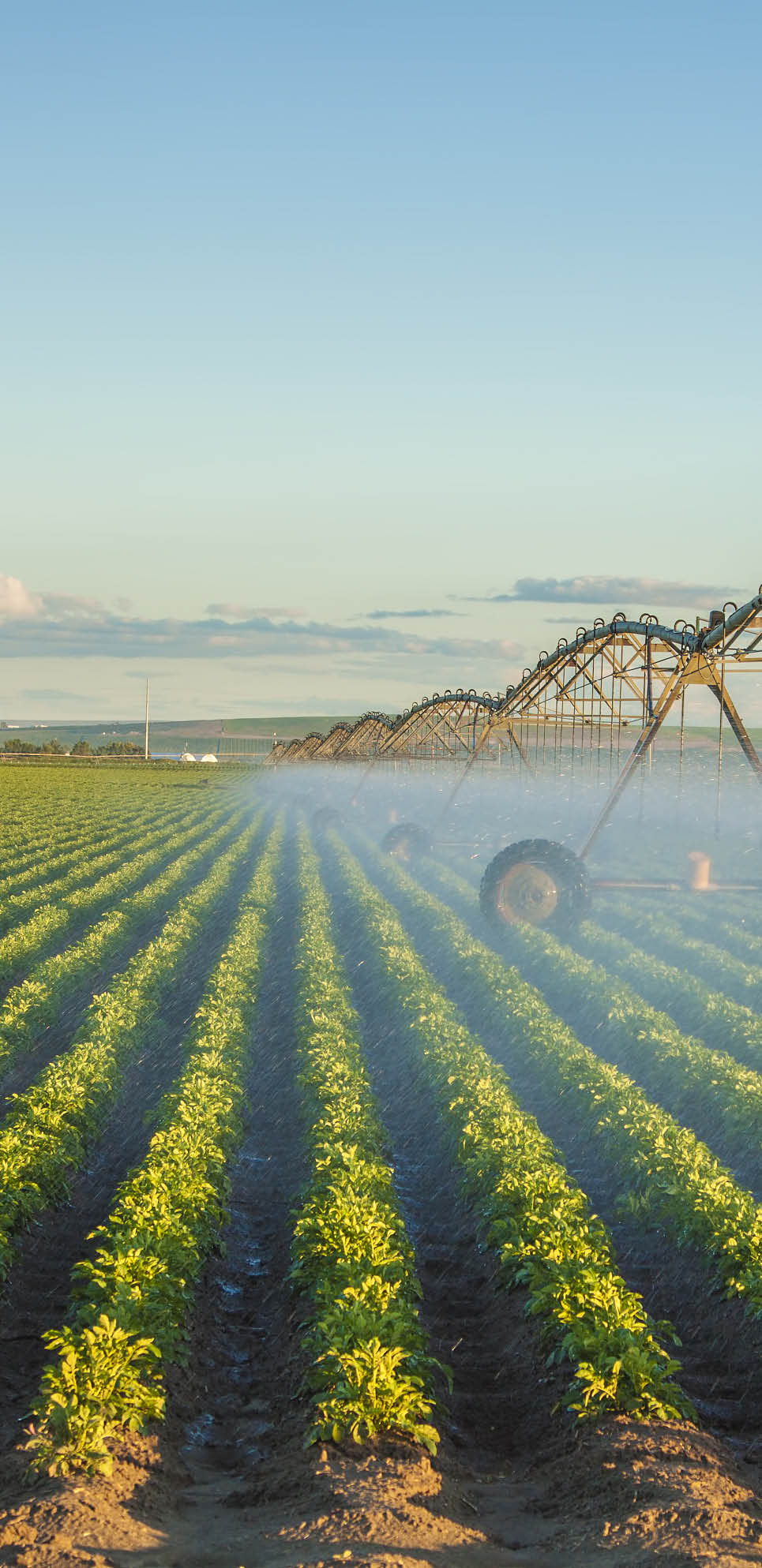 potato field irrigated by a pivot sprinkler system